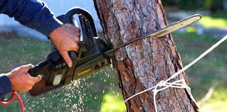 Best Tree Risk Assessment  in Columbus, NM