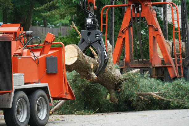 Best Tree Health Inspection  in Columbus, NM